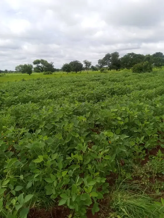 Dicíkidè wɔɔ̀hṵ̀